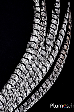 Fasan Lady Armherst - 75-85 cm - natur